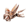Edelstahlanhänger - Pegasus - Pferd mit Flügeln PVD-Rosegold